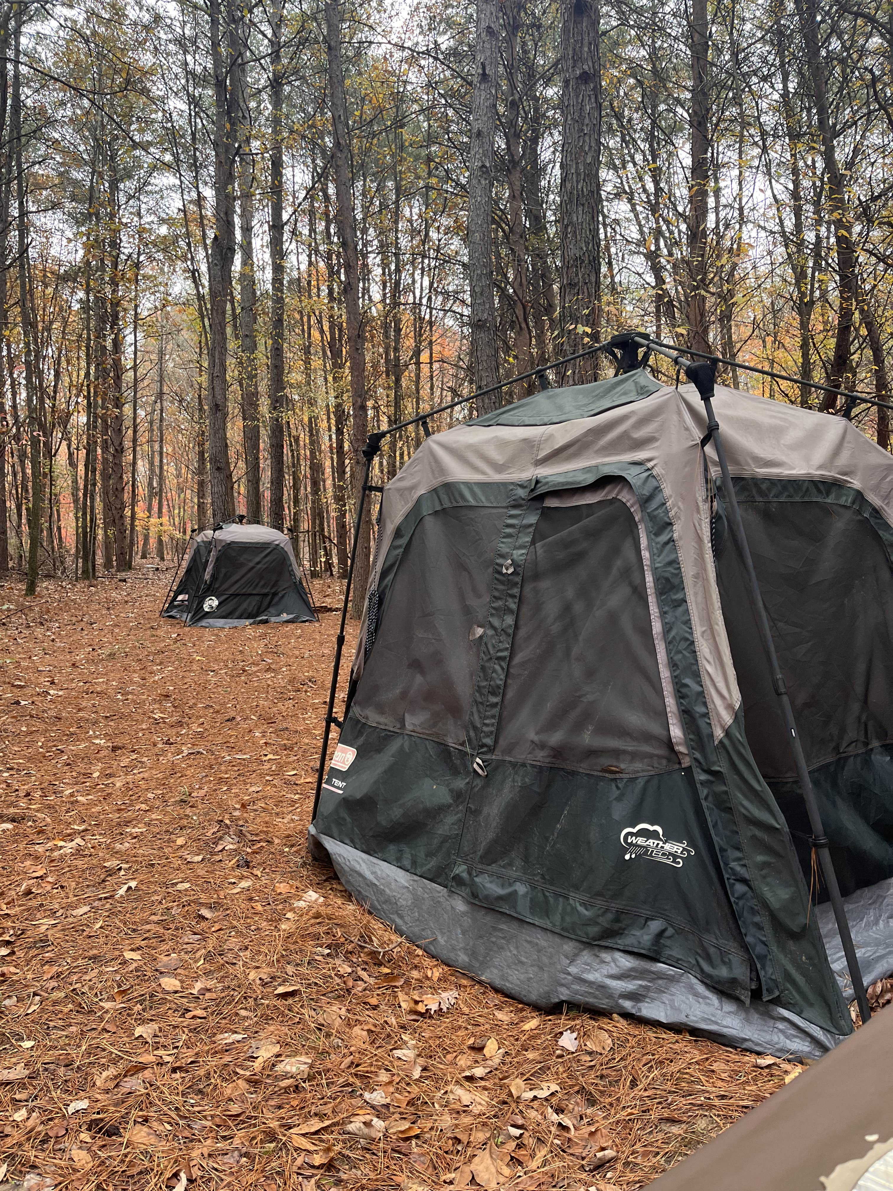 Camping near John's Mountain WMA: Michelia's Forest, Lyerly, Georgia