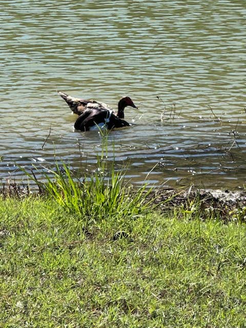 Camper-submitted photo at Magnolia Springs RV Park near Kennard, TX