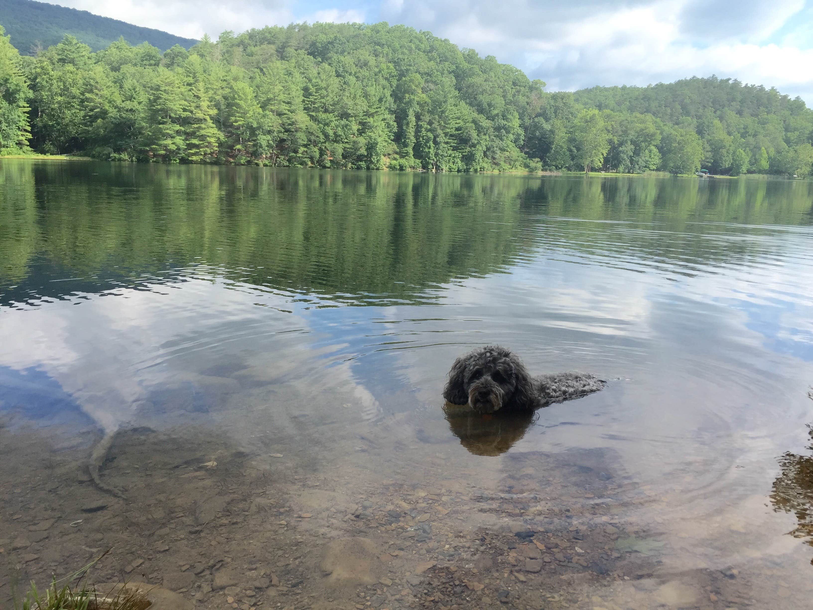 Molly G.'s photo of camping with pets at Douthat State Park Campground near Monongahela National Forest