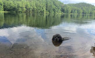 Molly G.'s photo of camping with pets at White Oak Campground — Douthat State Park near George Washington & Jefferson National Forests