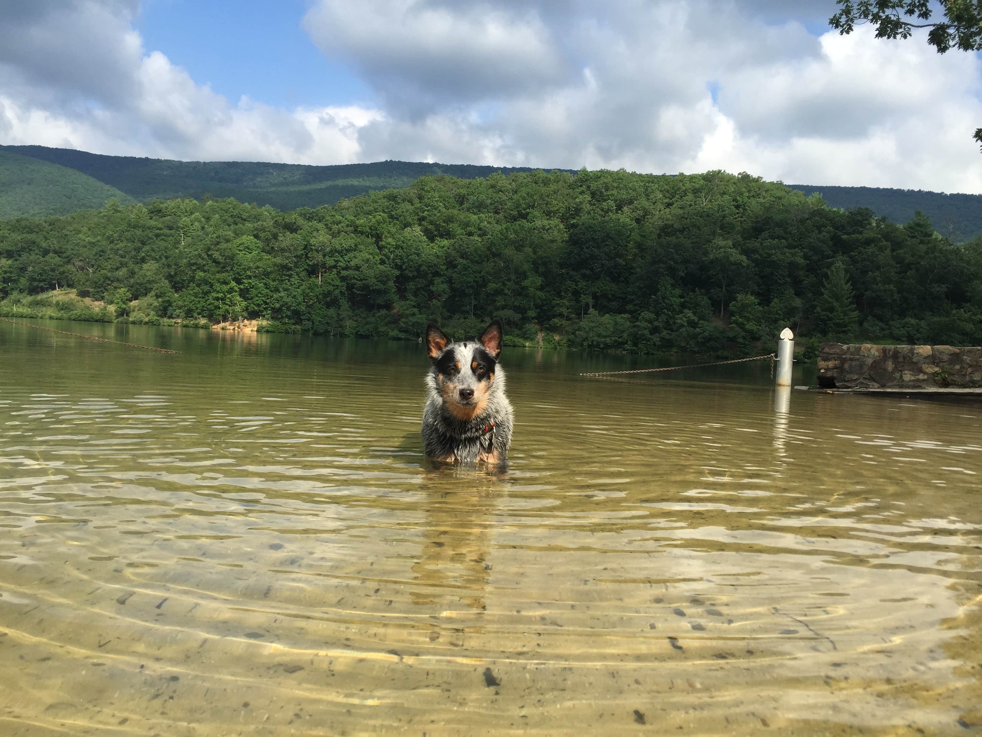 Molly G.'s photo of camping with pets at White Oak Campground — Douthat State Park near Monongahela National Forest