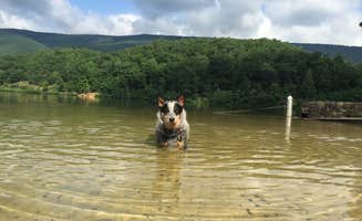 Molly G.'s photo of camping with pets at White Oak Campground — Douthat State Park near George Washington & Jefferson National Forests