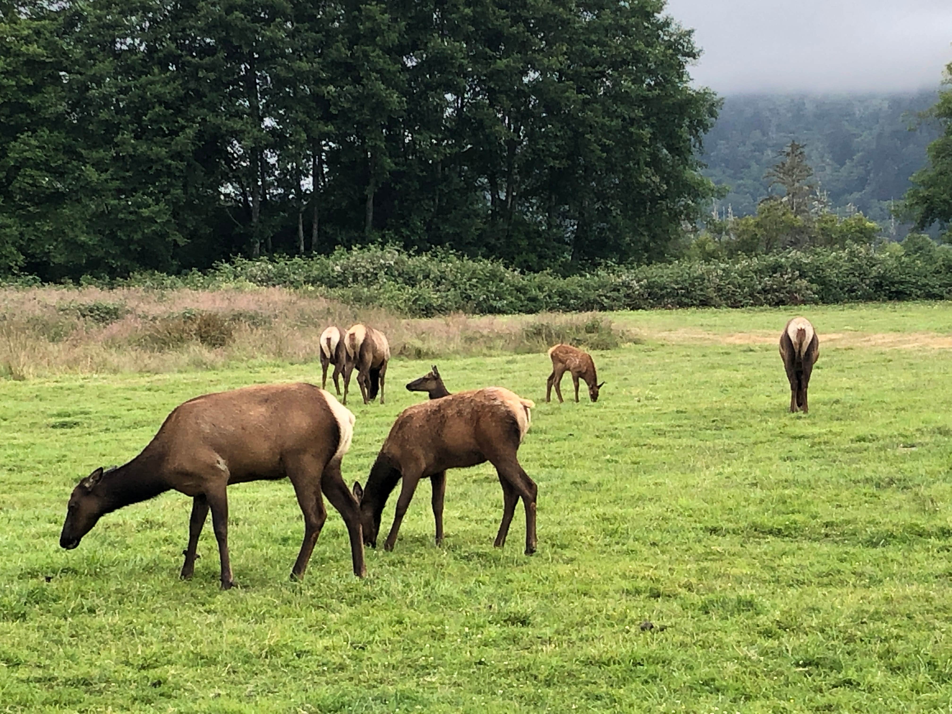 Nicole B.'s photo of camping with a horse at Elk Country RV Resort & Campground in California