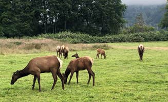 Nicole B.'s photo of camping with a horse at Elk Country RV Resort & Campground in California