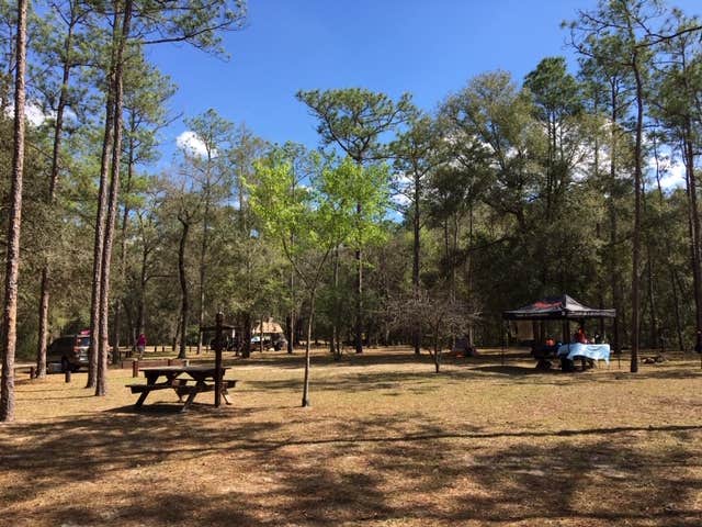 Camper submitted image from Mutual Mine - Withlacoochee State Forest - 2