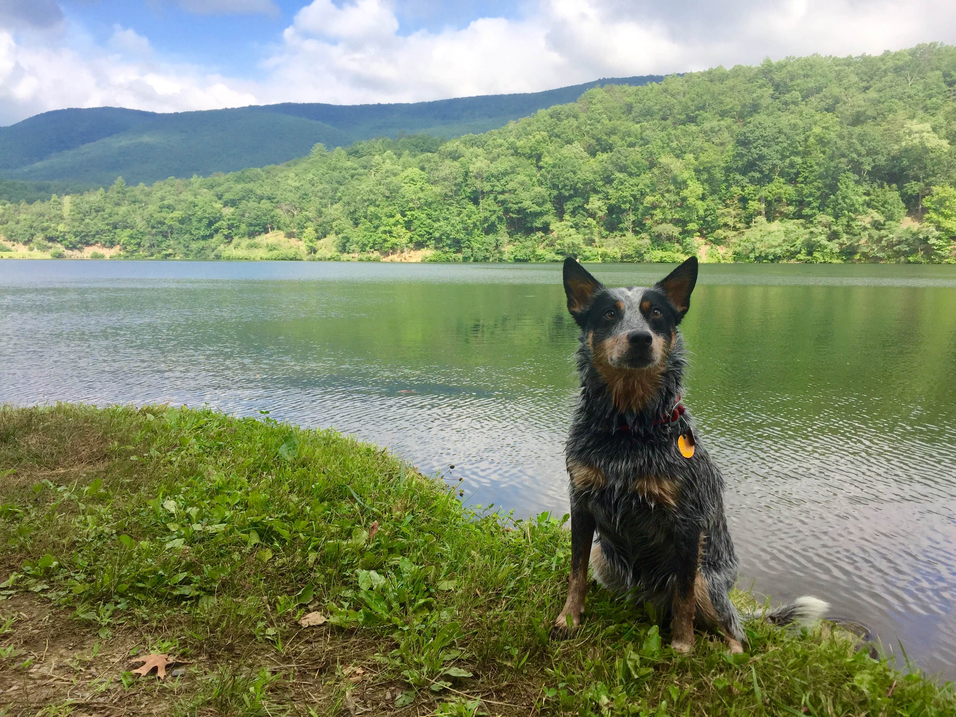 Molly G.'s photo of camping with pets at White Oak Campground — Douthat State Park near George Washington & Jefferson National Forests