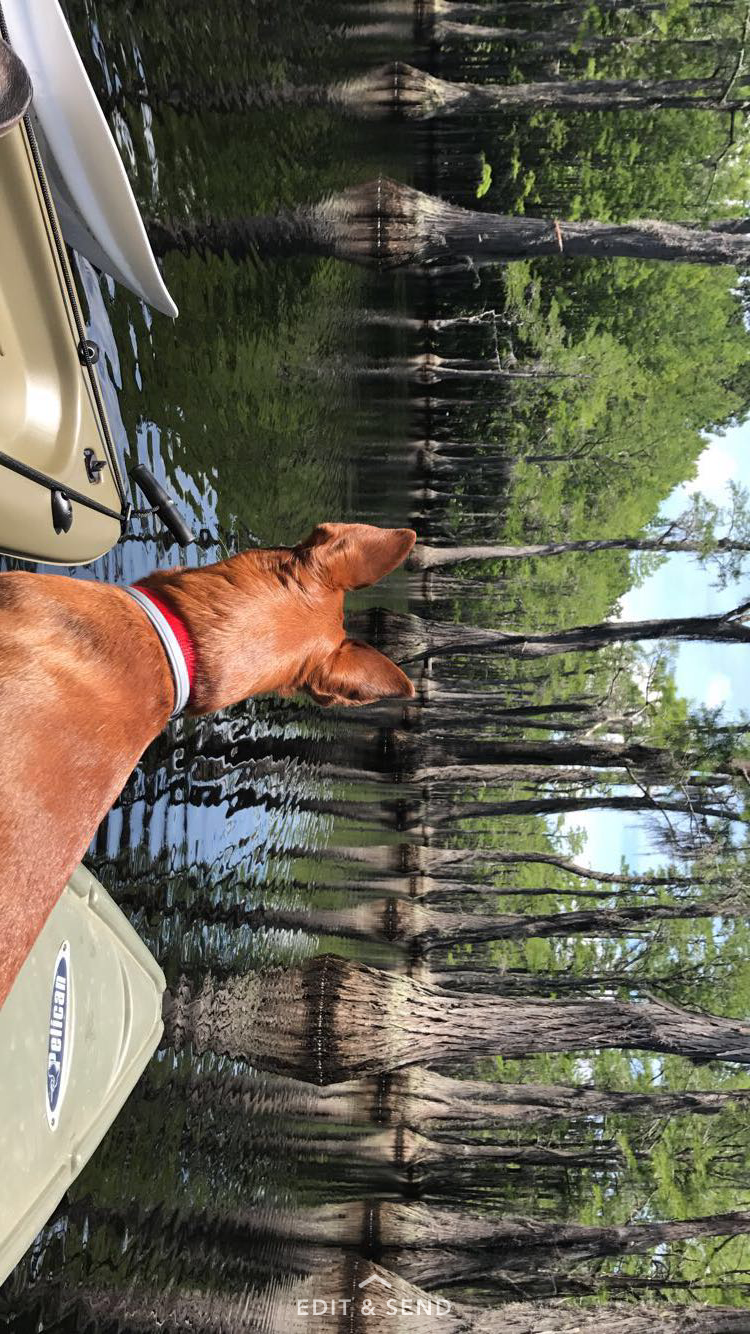 Matthew E.'s photo of camping with pets at George L. Smith State Park Campground near Millen, GA