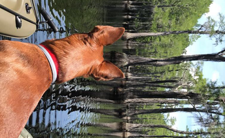 Matthew E.'s photo of camping with pets at George L. Smith State Park Campground near Louisville, GA