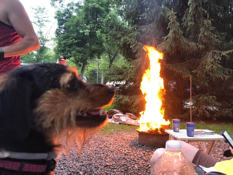 Mary S.'s photo of camping with pets at Gettysburg Campground near Waynesboro, PA