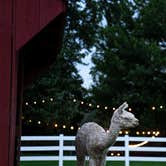 Review photo of Heritage Farm Alpaca Experience by Kelsey G., July 1, 2019