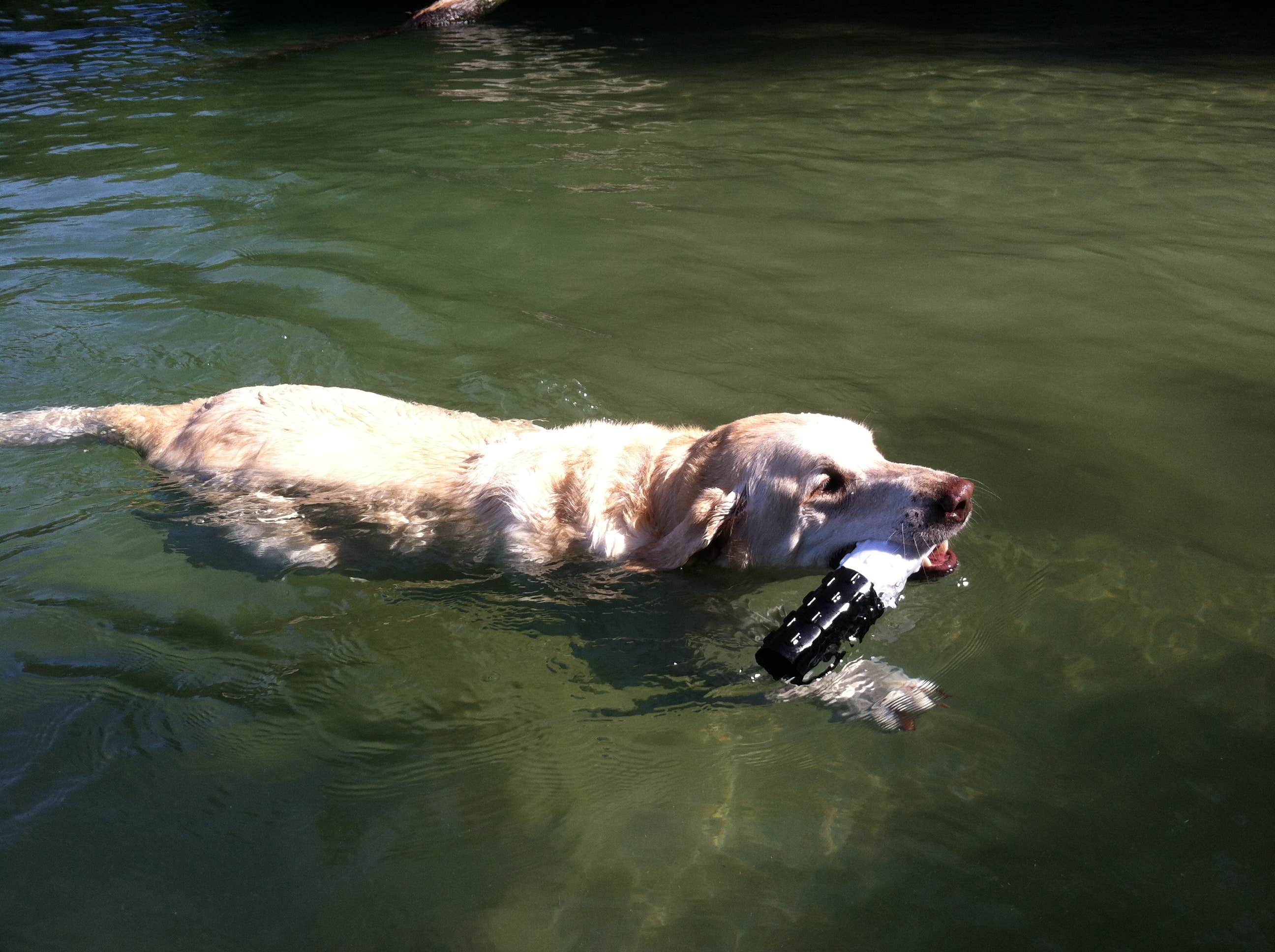 Fain H.'s photo of camping with pets at Devils Fork State Park Campground near Cashiers, NC