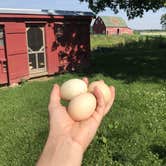 Review photo of Heritage Farm Alpaca Experience by Kelsey G., July 1, 2019