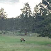 Review photo of Moraine Park Campground — Rocky Mountain National Park by Bounding Around , July 1, 2019