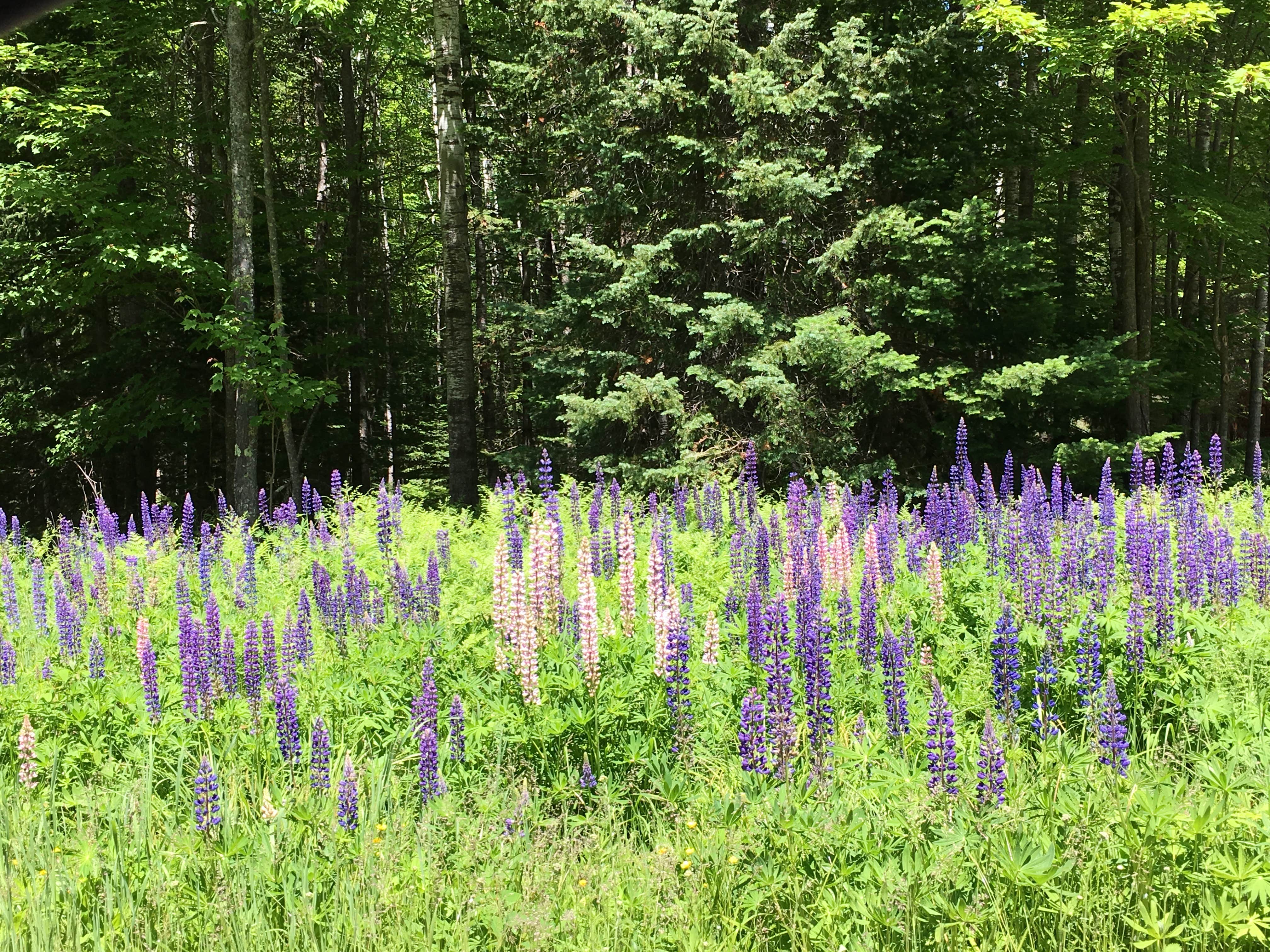 Camper-submitted photo at Copper Range near Iron River, WI
