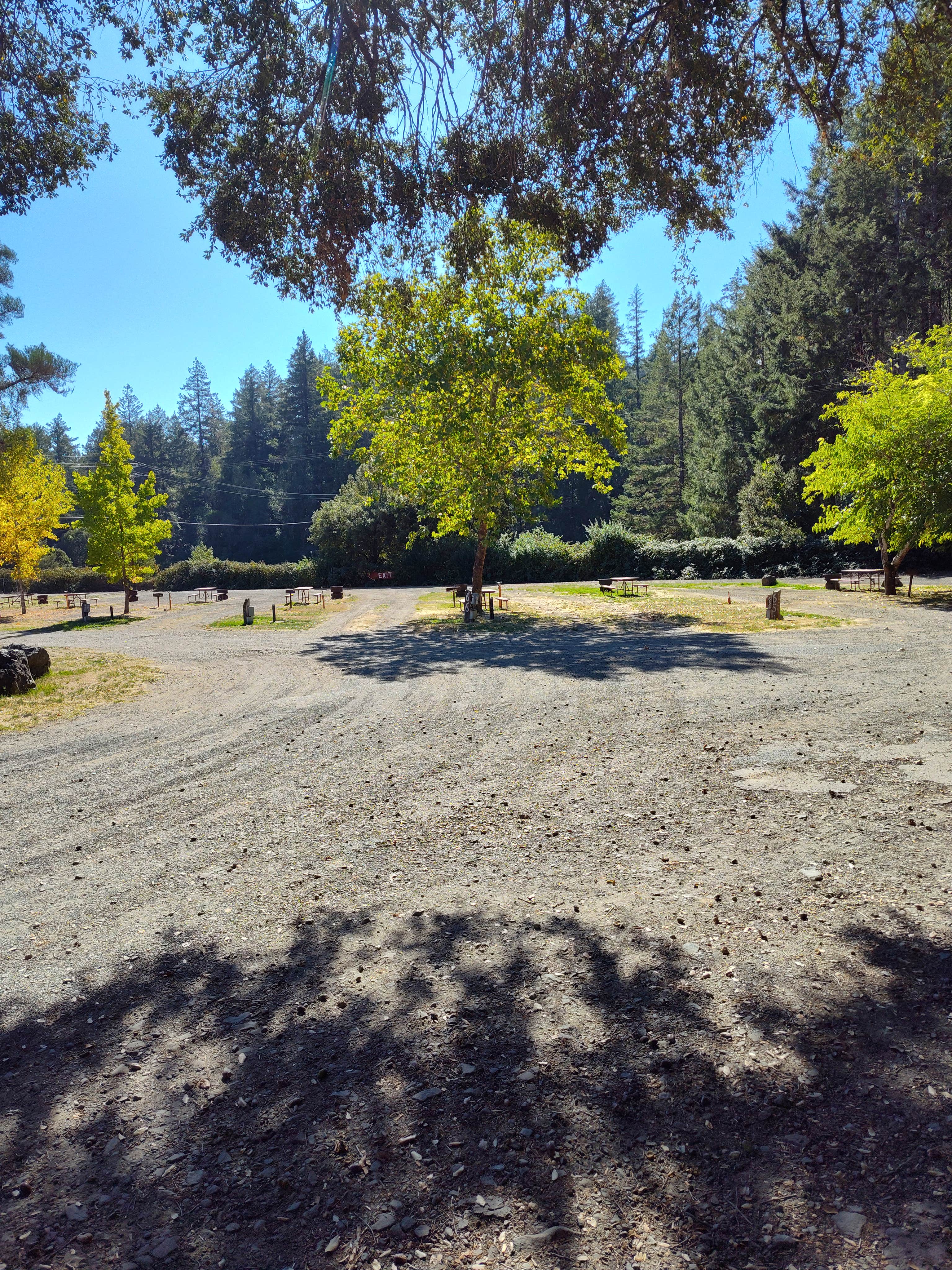 Camper-submitted photo at Richardson Grove Rv Park near Piercy, CA