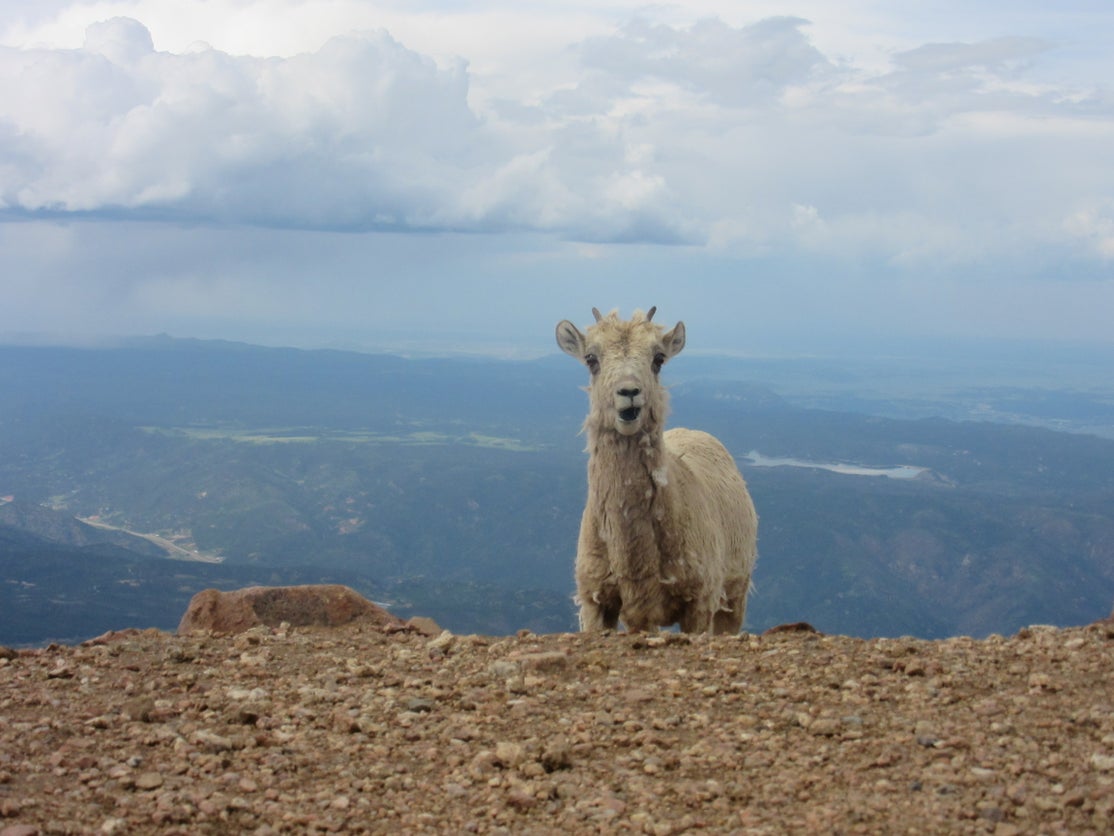 Young mountain goat standing in front of a scenic outlook at Chatfield State Park