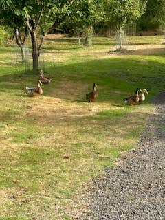 Camper-submitted photo at RV Outdoor Adventures and Cabins near Cathlamet, WA