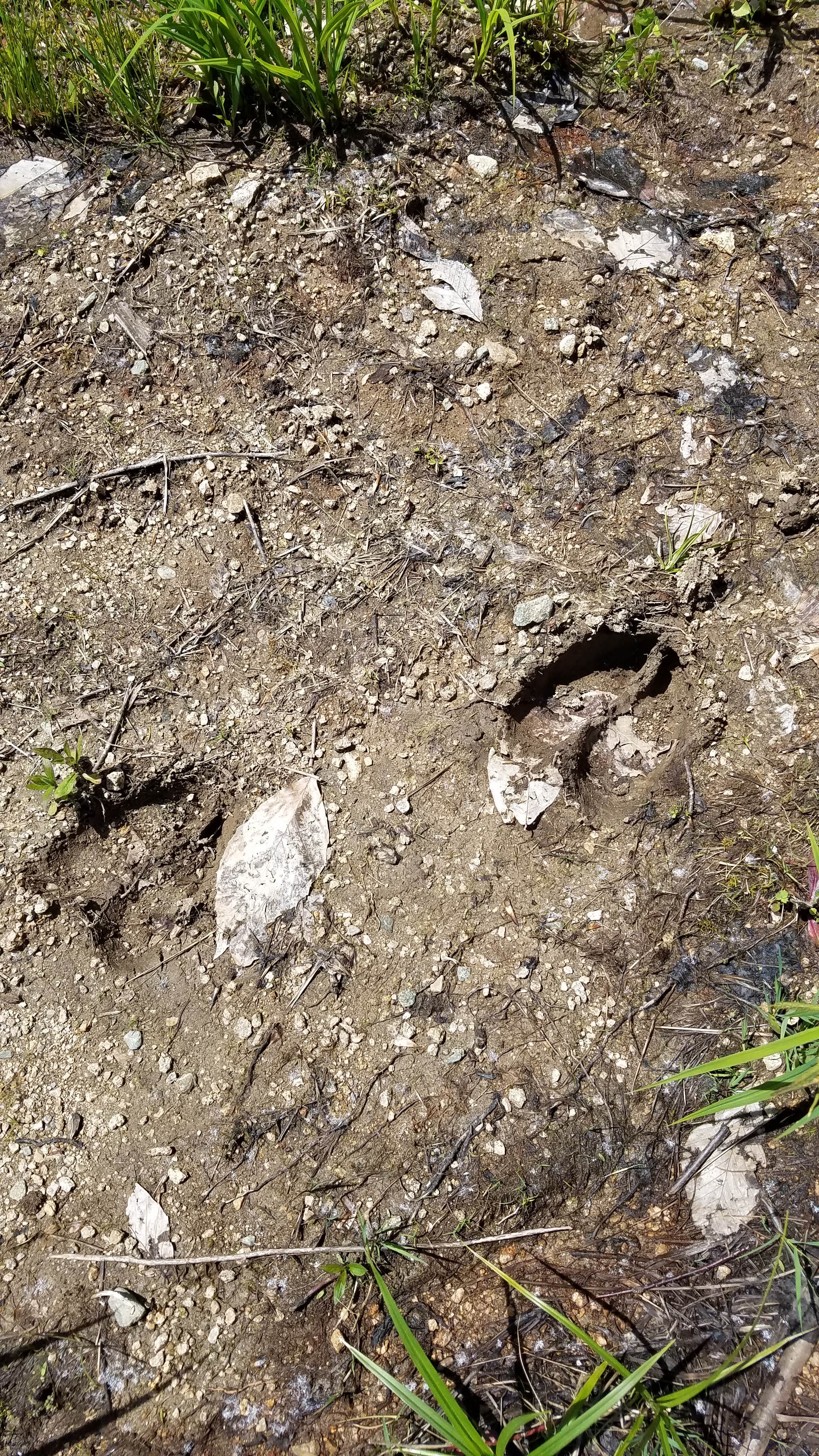 Camper-submitted photo at Milan Hill State Park Campground near Berlin, NH