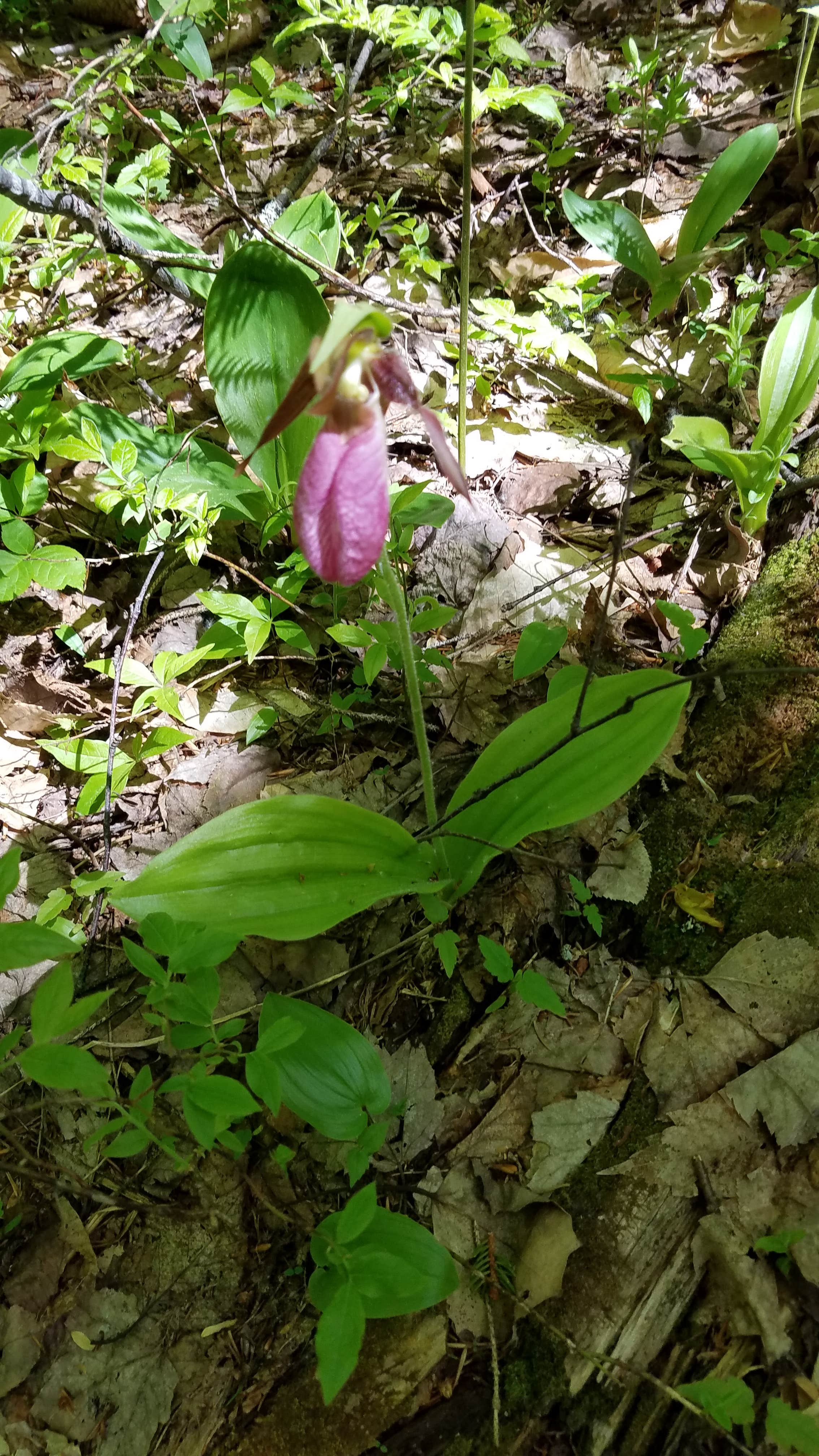 Lady slipper