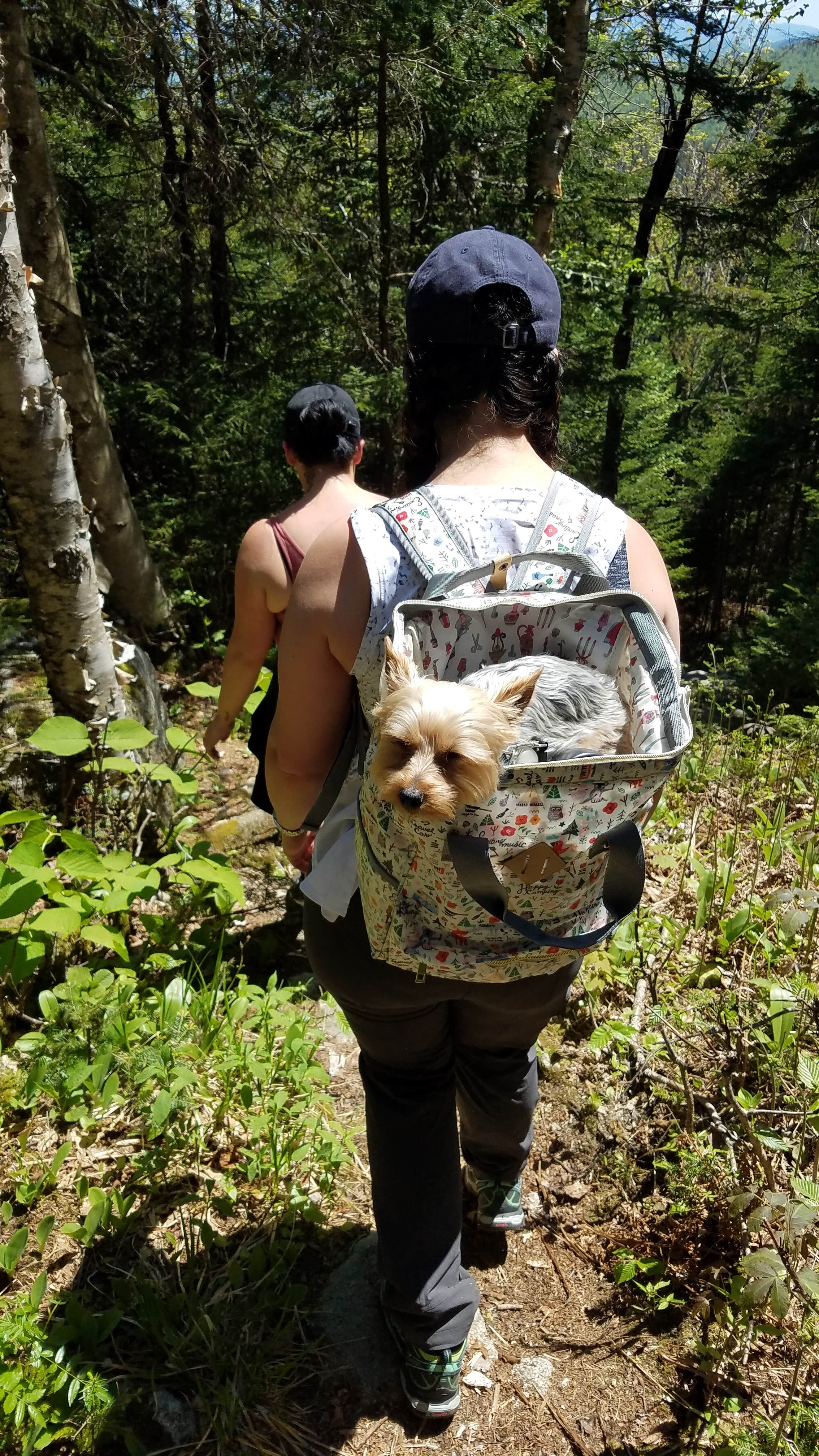 When the hike gets tough, Levi relaxes in a backpack