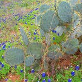 Review photo of Bastrop State Park Campground by Frankie B., September 17, 2016