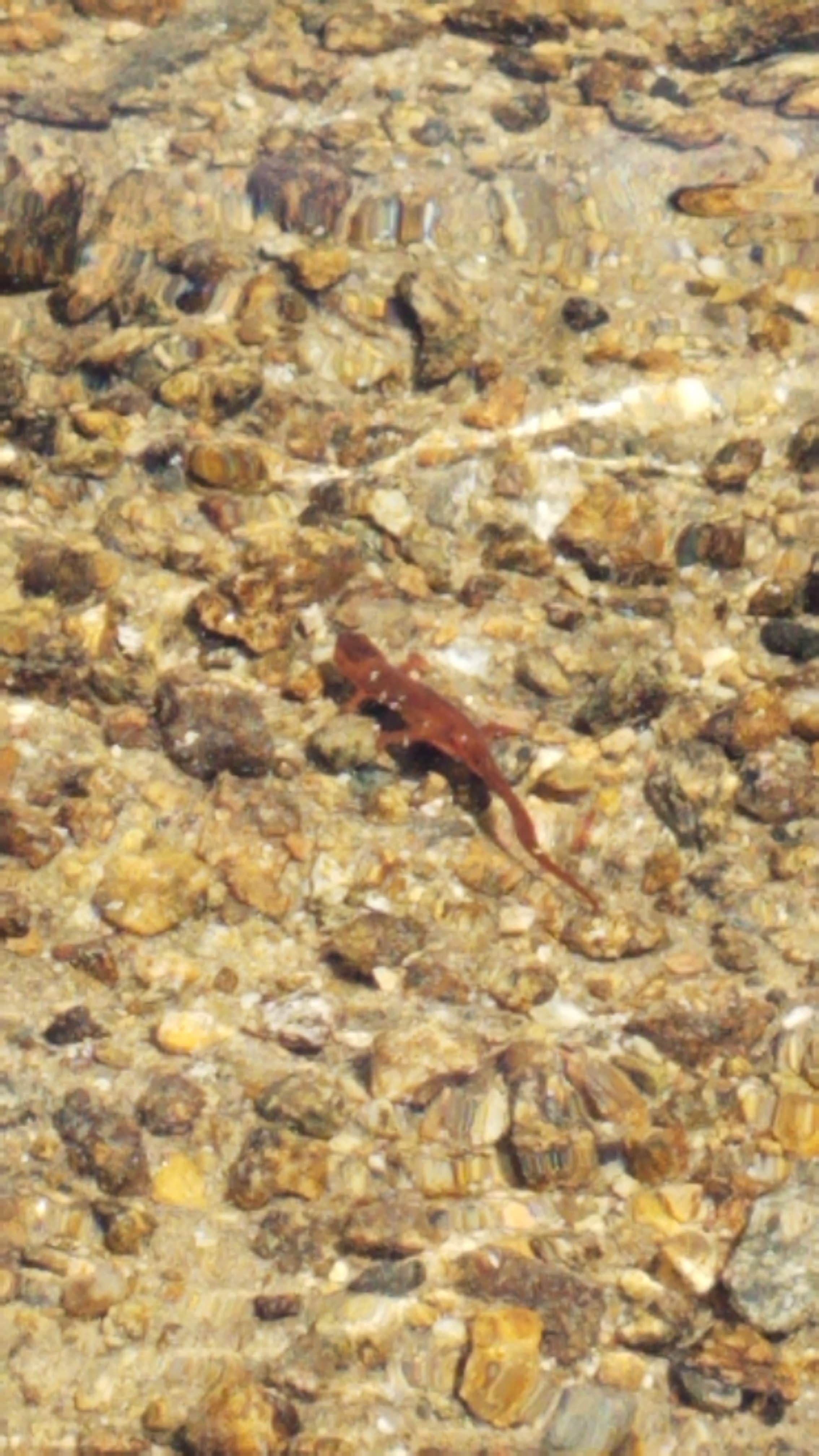 Camper-submitted photo at Tripoli Road near North Woodstock, NH