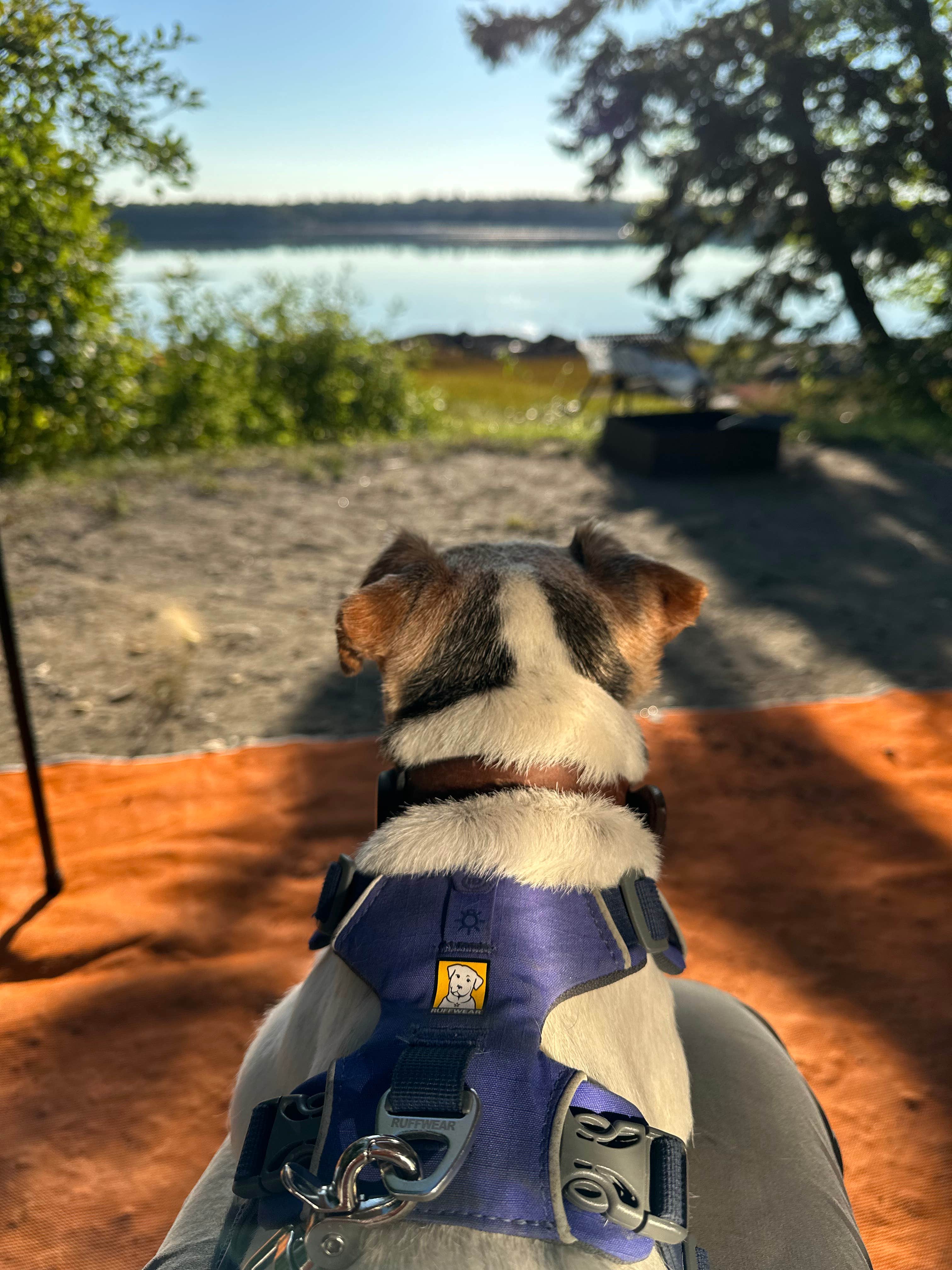 Heather C.'s photo of camping with pets at Cobscook Bay State Park Campground near Machias, ME