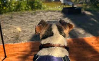 Heather C.'s photo of camping with pets at Cobscook Bay State Park Campground near Whiting, ME