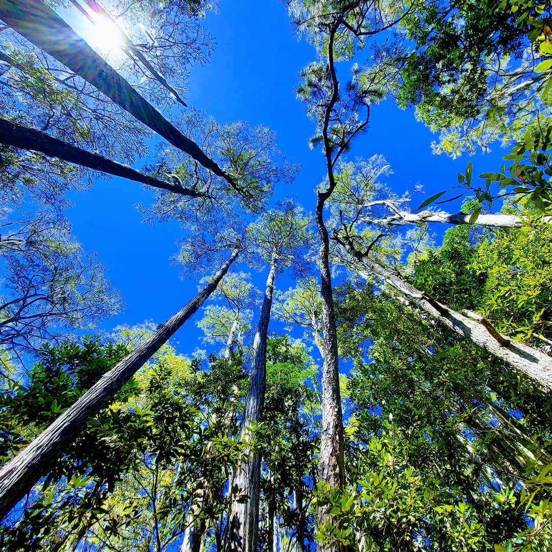 Camper-submitted photo at Camp Z Folkston, GA near Folkston, GA