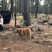 Review photo of Fr 171 Campground by Kim and Spence S., July 2, 2019