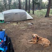 Review photo of Fr 171 Campground by Kim and Spence S., July 2, 2019