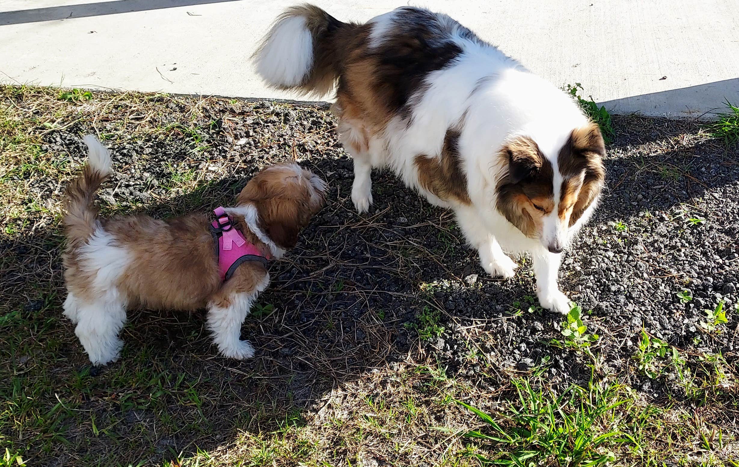 Ronald Z.'s photo of camping with pets at Camp Z Folkston, GA near Waycross, GA