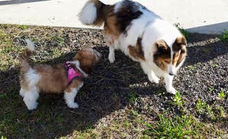 Ronald Z.'s photo of camping with pets at Camp Z Folkston, GA near Waycross, GA