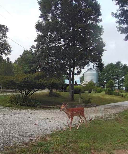 Camper-submitted photo at Lavender Ranch near Ripley, WV