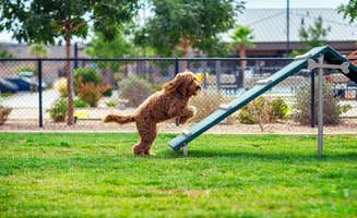 Settlers T.'s photo of camping with pets at Settlers Point Luxury RV Resort near Gunlock, UT