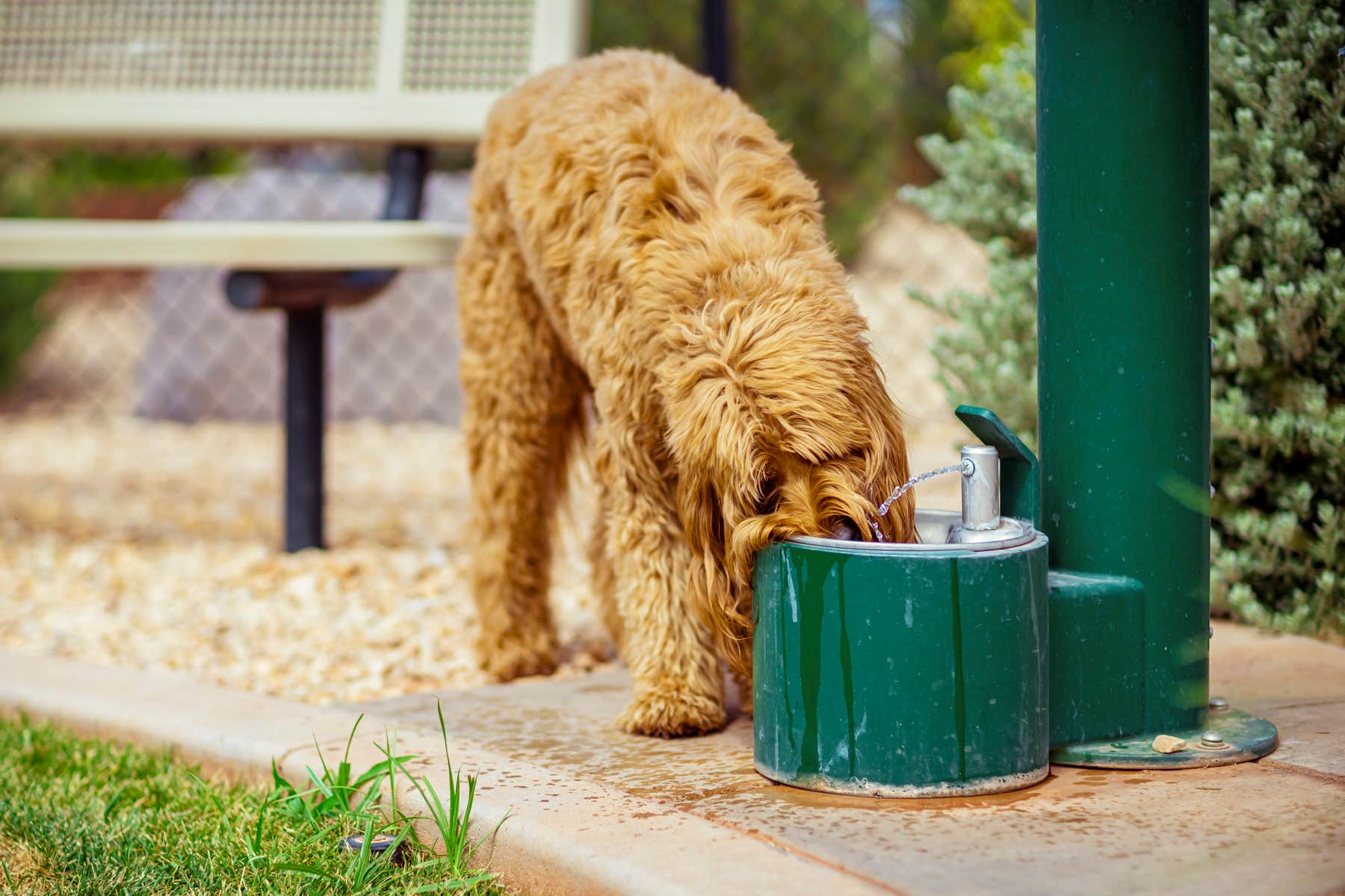 Settlers T.'s photo of camping with pets at Settlers Point Luxury RV Resort near Gunlock, UT
