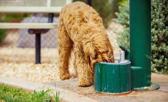 Settlers T.'s photo of camping with pets at Settlers Point Luxury RV Resort near Central, UT