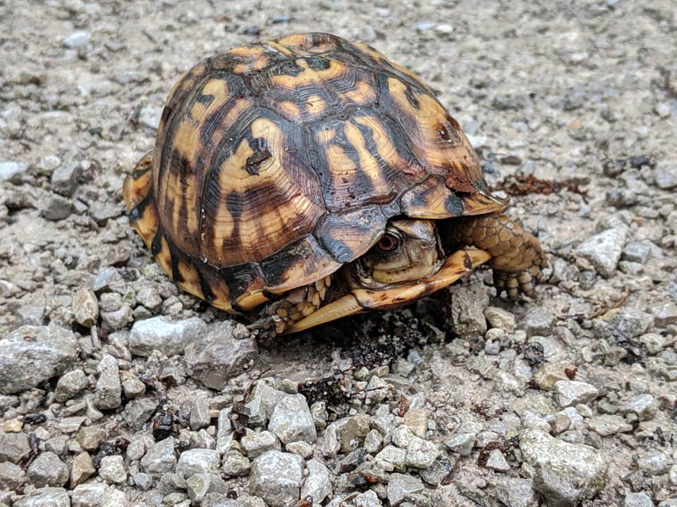 Little buddy on the rough road, had to help him across.