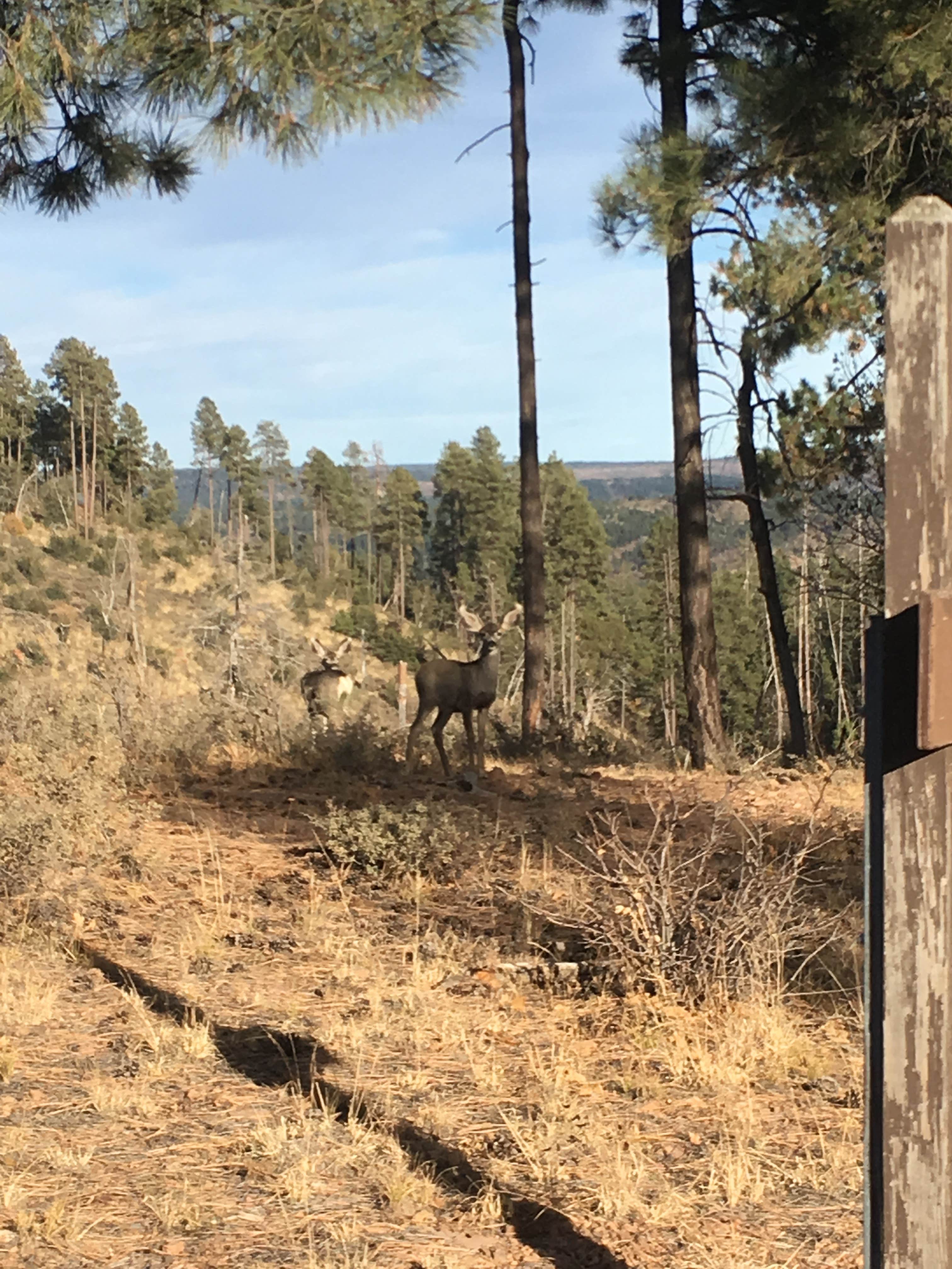 Camper submitted image from Valentine Ridge Campground - 3