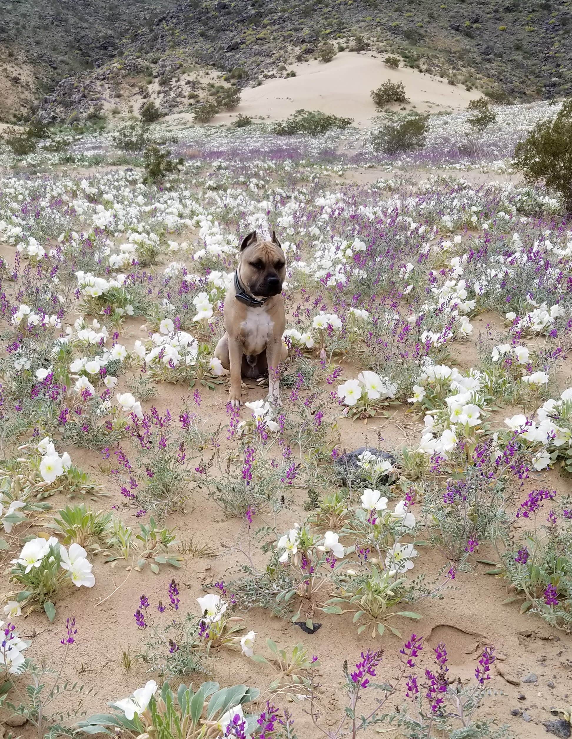 Camper submitted image from Mojave high desert tent and RV getaway - 2