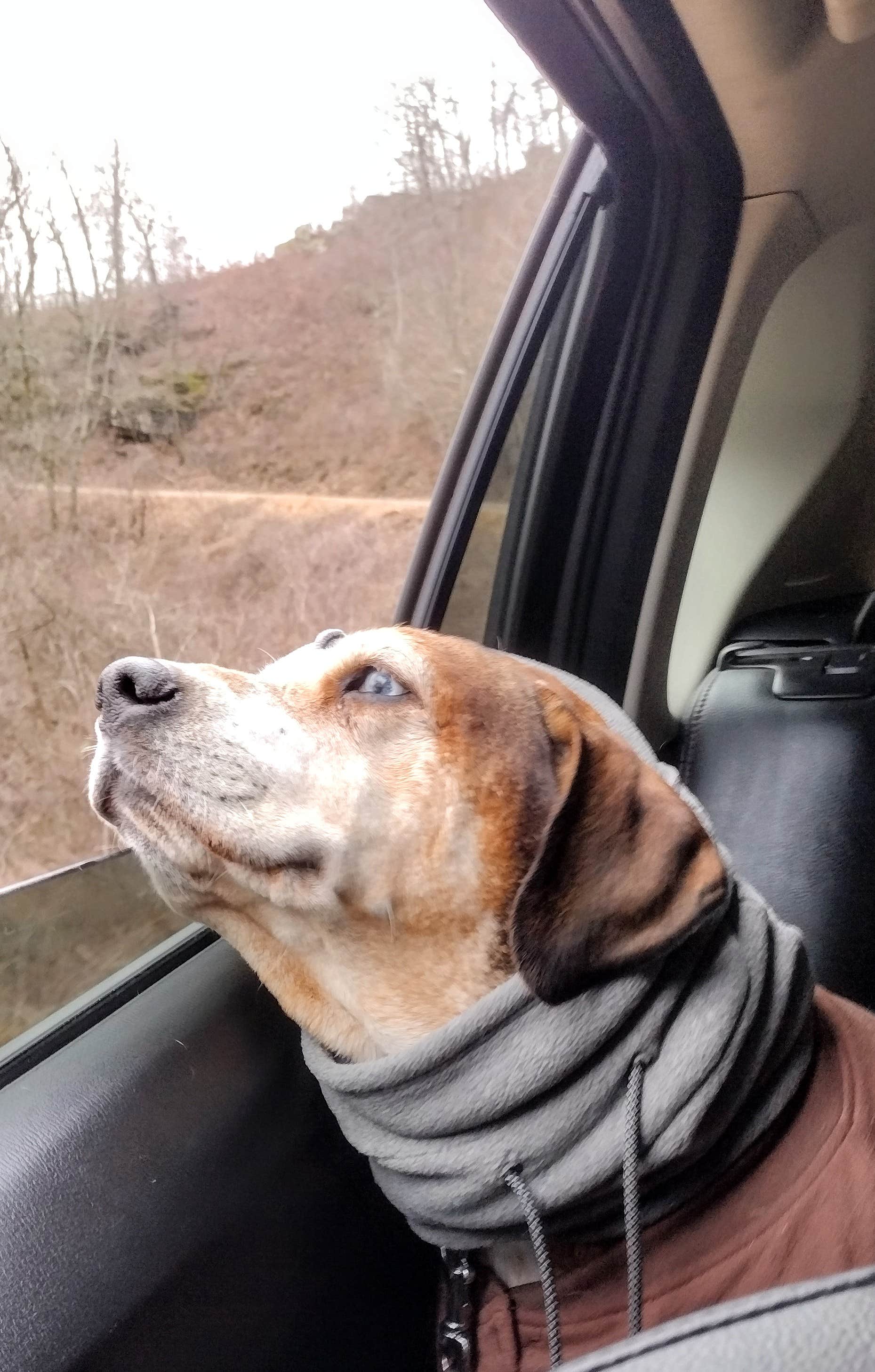 Erin-Frannie R.'s photo of camping with pets at White Rock Mountain Recreation Area near Fort Smith, AR