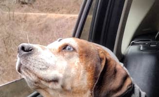 Erin-Frannie R.'s photo of camping with pets at White Rock Mountain Recreation Area near Ozark, AR
