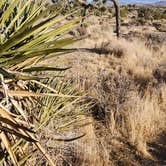 Review photo of Black Rock Campground — Joshua Tree National Park by Ryan W., February 6, 2025