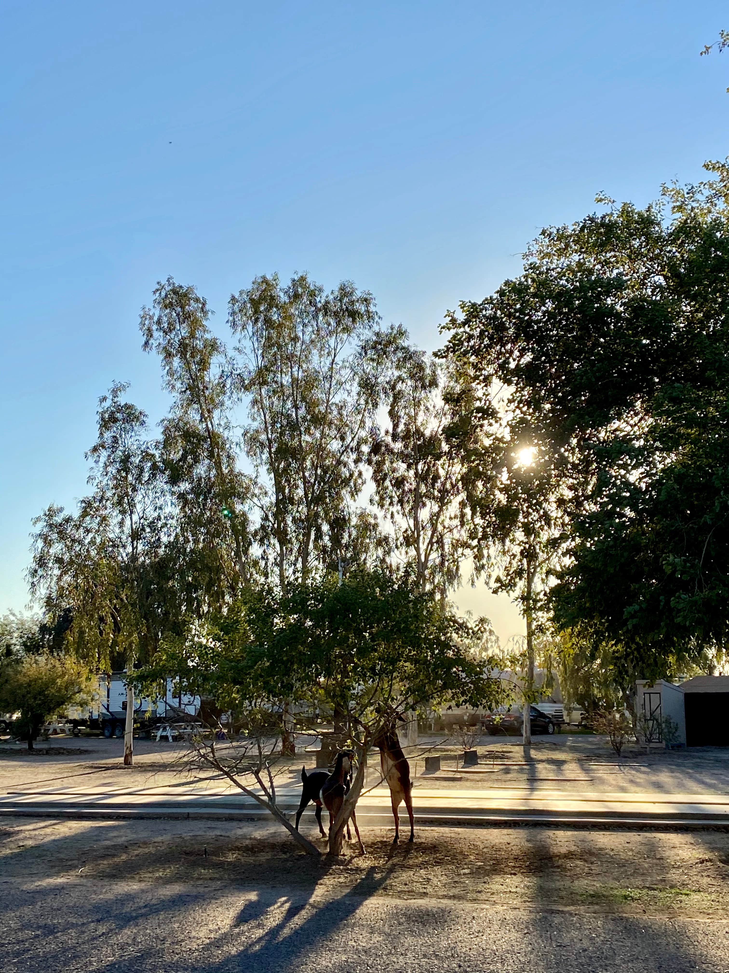 D W.'s photo of camping with pets at Wild West RV Ranch near Arizona City, AZ