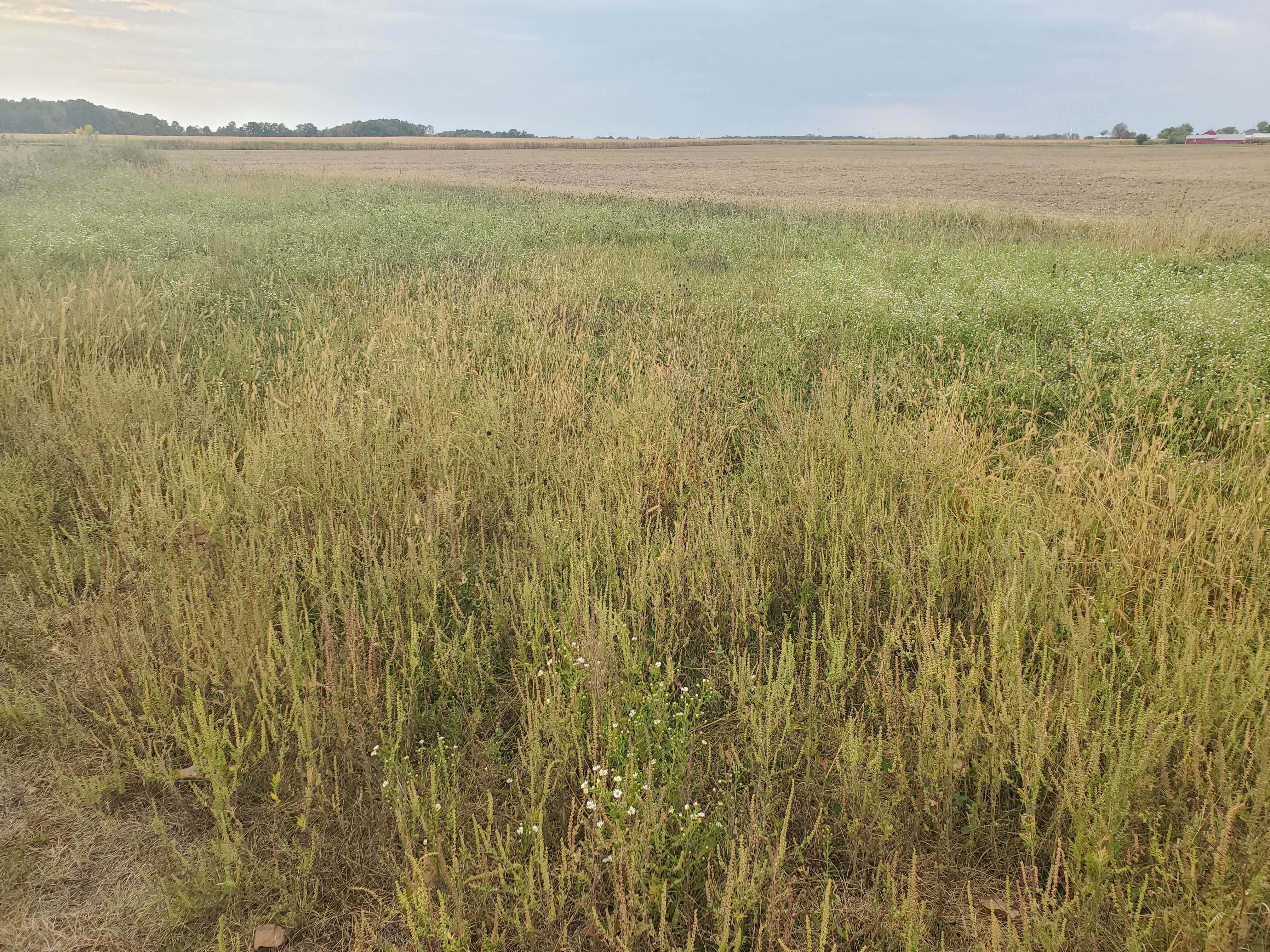 Camper-submitted photo at Resting Roost near Lakeview, OH