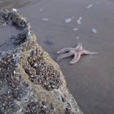 Review photo of Canyon Campground — Leo Carrillo State Park Campground by Michael K., September 17, 2016