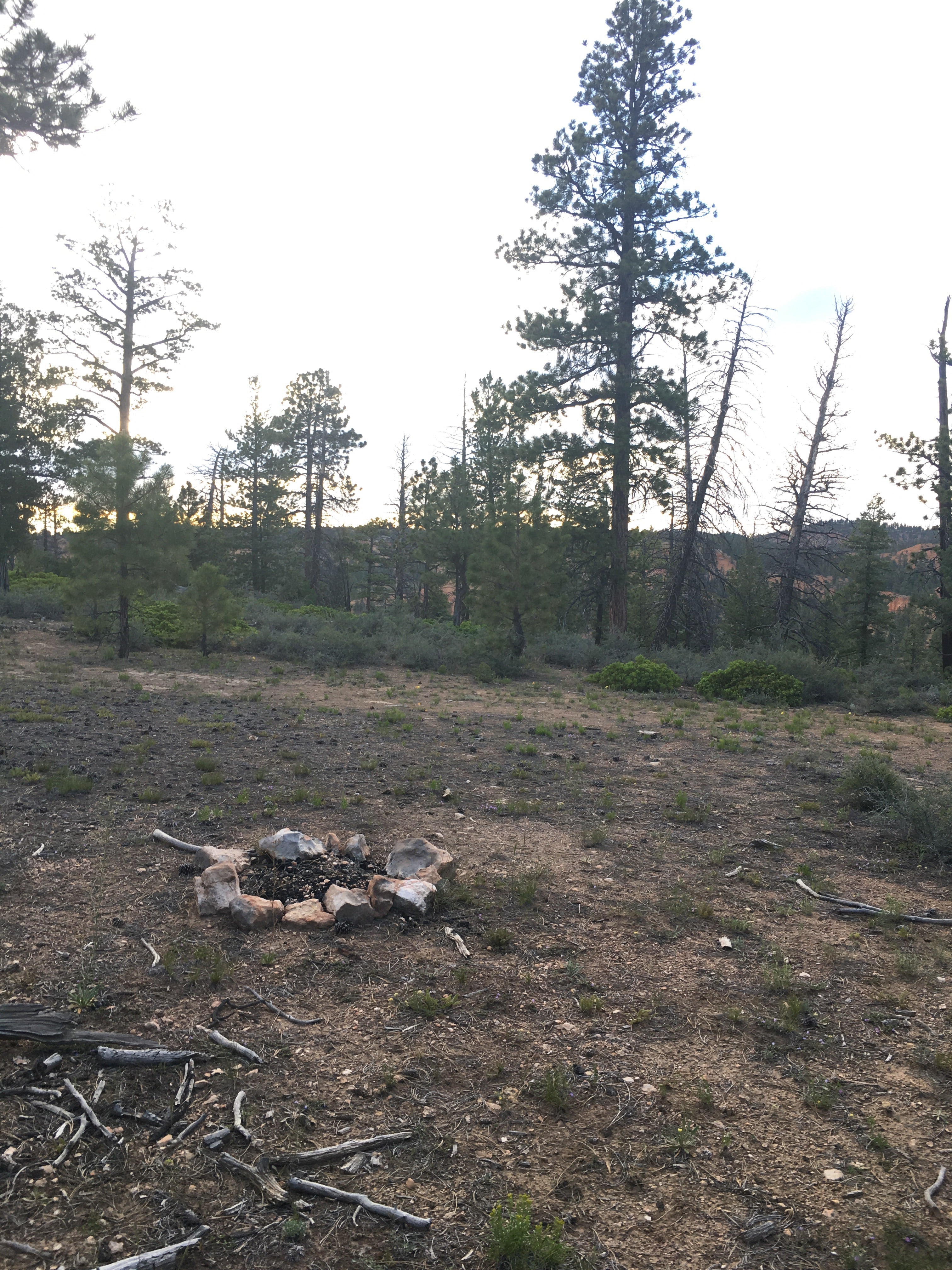 Camper submitted image from FS #117 Rd Dispersed Camping - 1