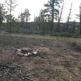 Review photo of FS #117 Rd Dispersed Camping by Wayne R., July 3, 2019