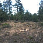 Review photo of FS #117 Rd Dispersed Camping by Wayne R., July 3, 2019