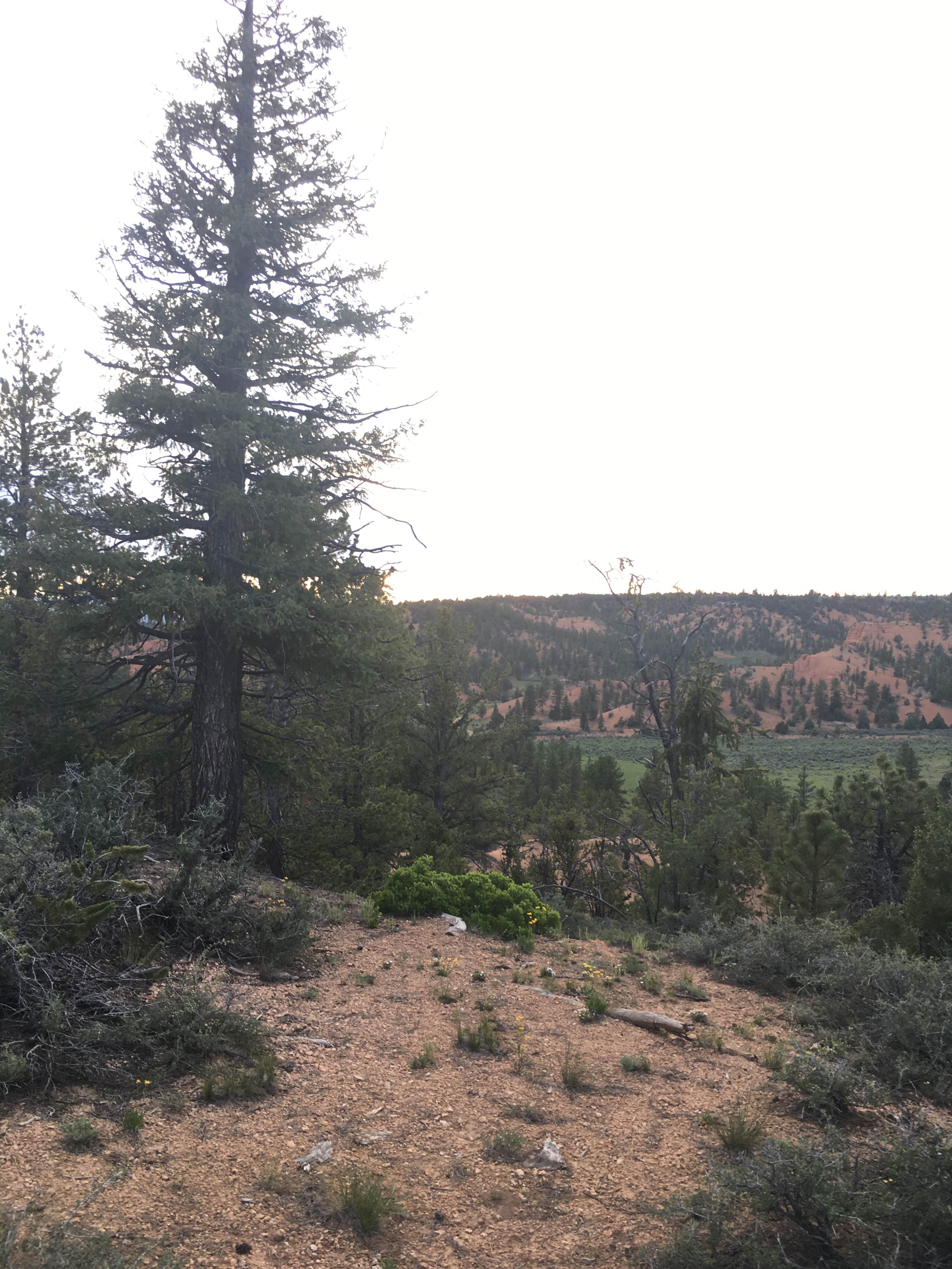 Camper-submitted photo at FS #117 Rd Dispersed Camping near Bryce Canyon National Park